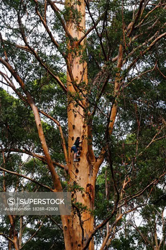 Climbing the Gloucester Tree, Gloucester National Park, Western Australia, Australia   