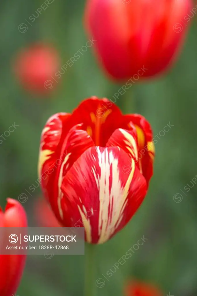 Red Variegated Tulip, Ottawa, Ontario, Canada   