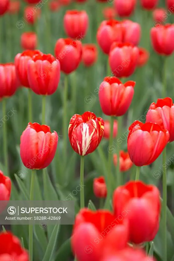 Red Tulips, Ottawa, Ontario, Canada   