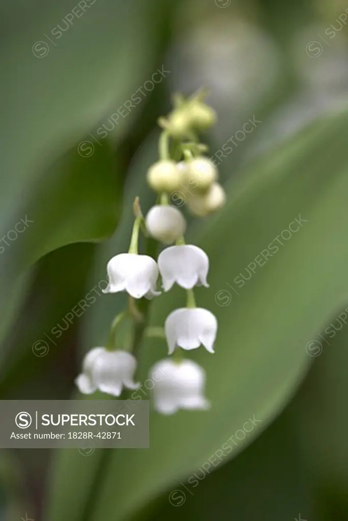 Lily of the Valley, Ottawa, Ontario, Canada   