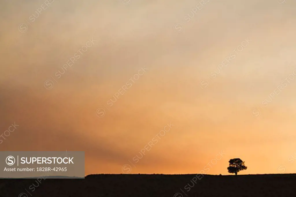 Silhoutte of Tree at Sunset, Arizona, USA   