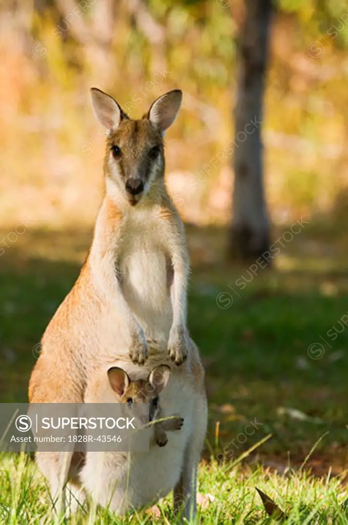 Wallaby with Joey, Mitmiluk National Park, Northern Territory, Australia   