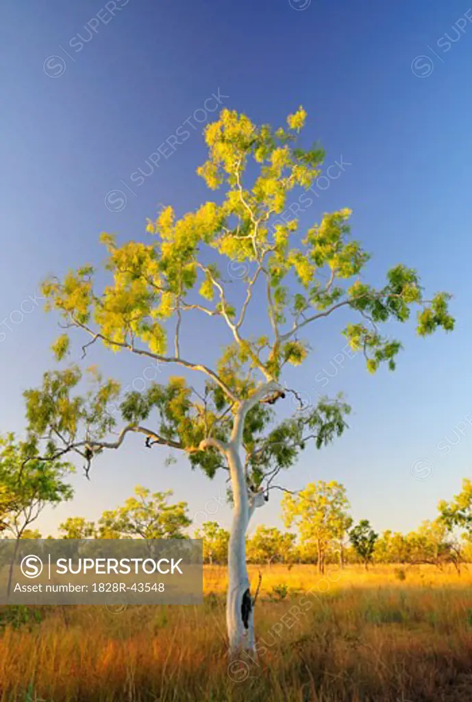 Ghost Gum Tree, Northern Territory, Australia   