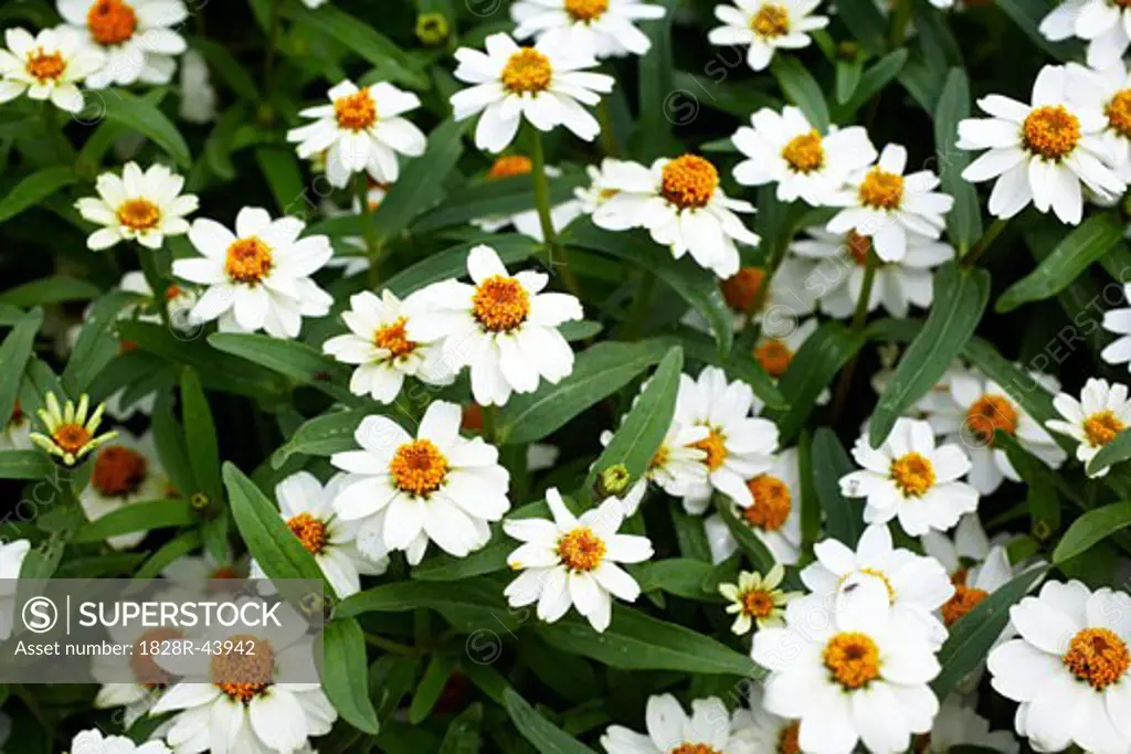 Close-up of Flowers, Royal Botanical Gardens, Ontario, Canada   