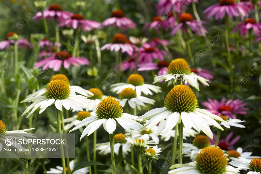 Close-up of Flowers, Royal Botanical Gardens, Ontario, Canada   