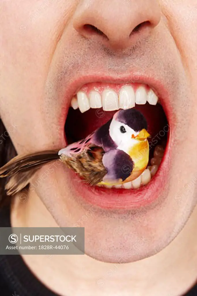 Close-up of Bird in Man's Mouth   