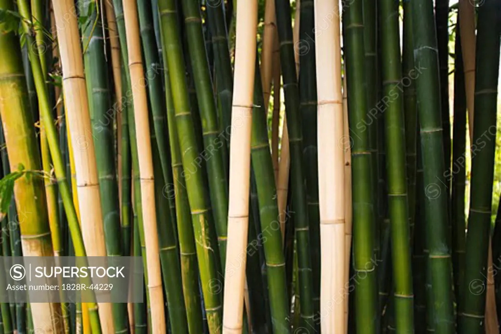 Giant Bamboo, Long Beach, California, USA   