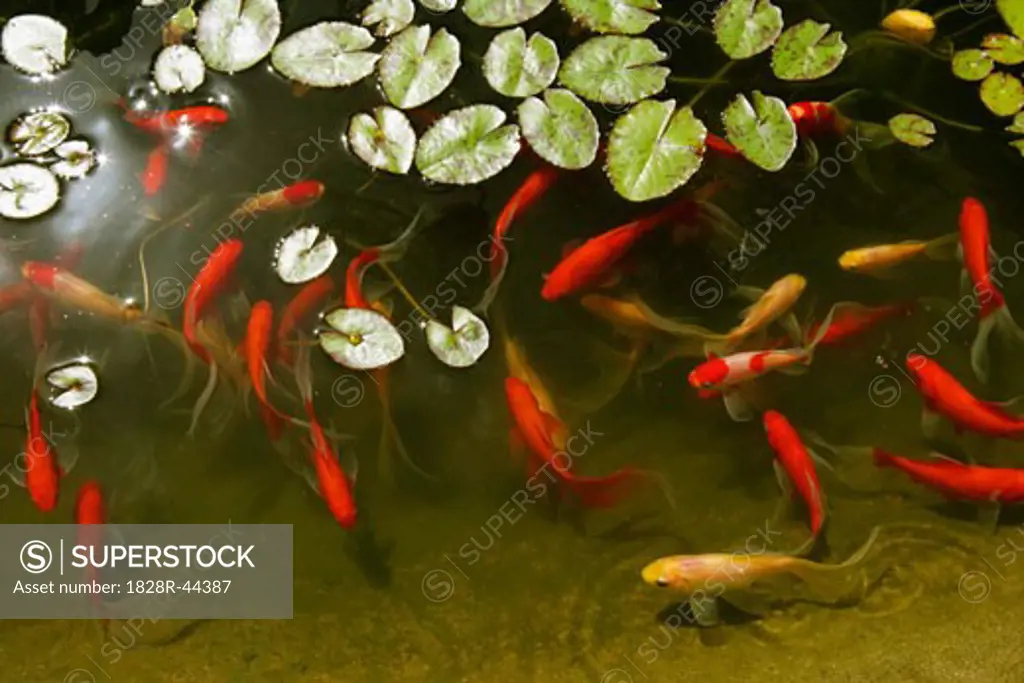 Goldfish in Pond, Cape Town, South Africa   