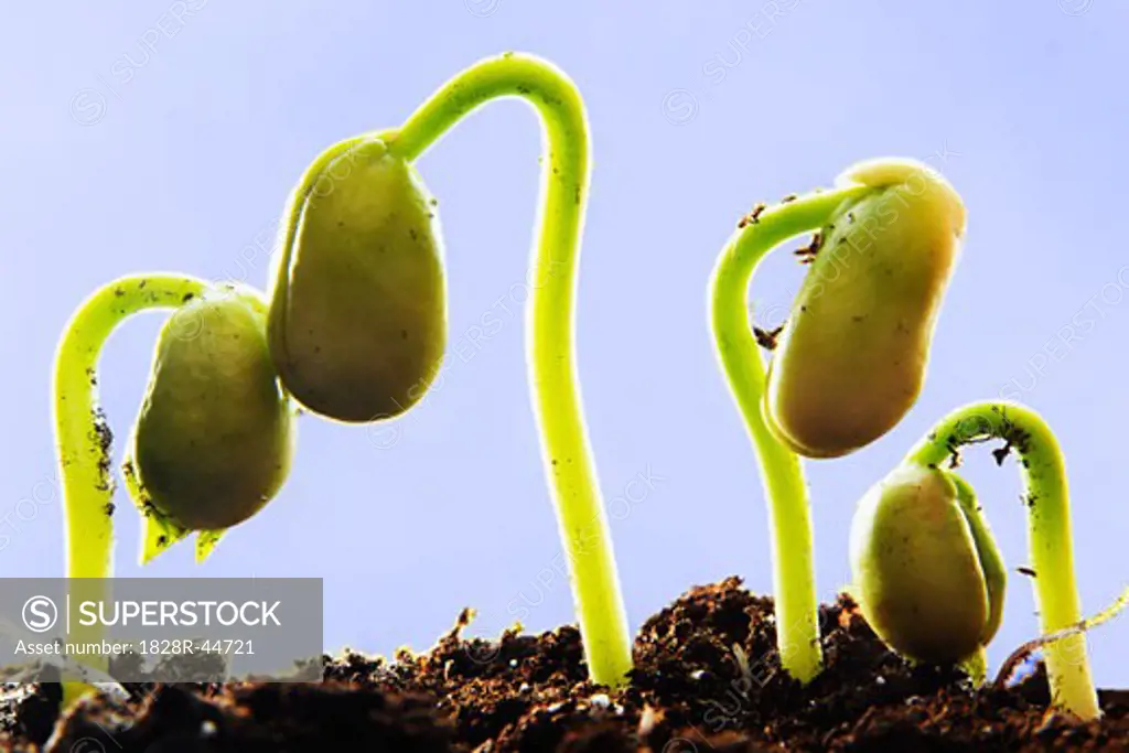 Row of Sprouting Bean Plants   