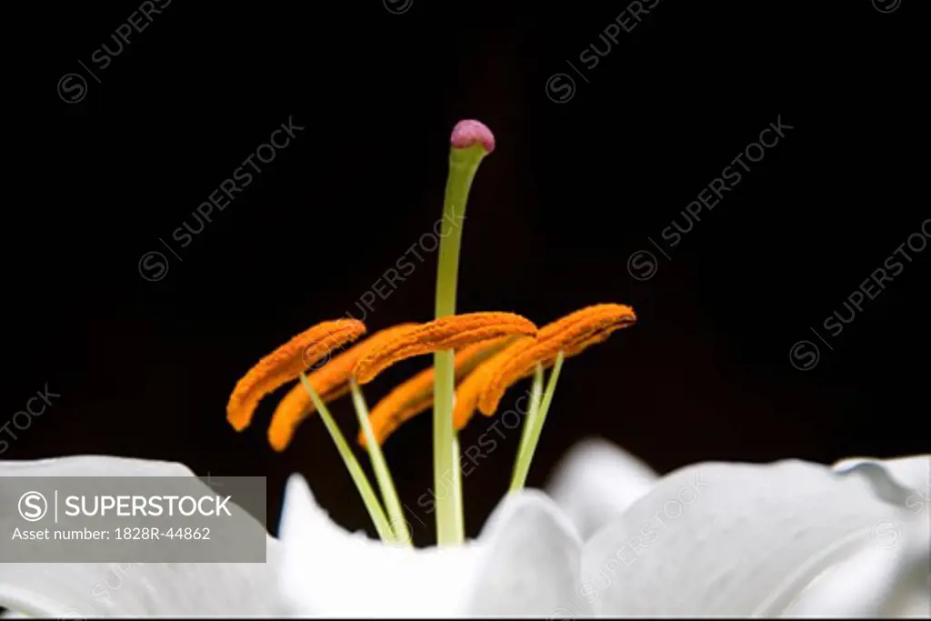 Close-Up of Stargazer Lily   