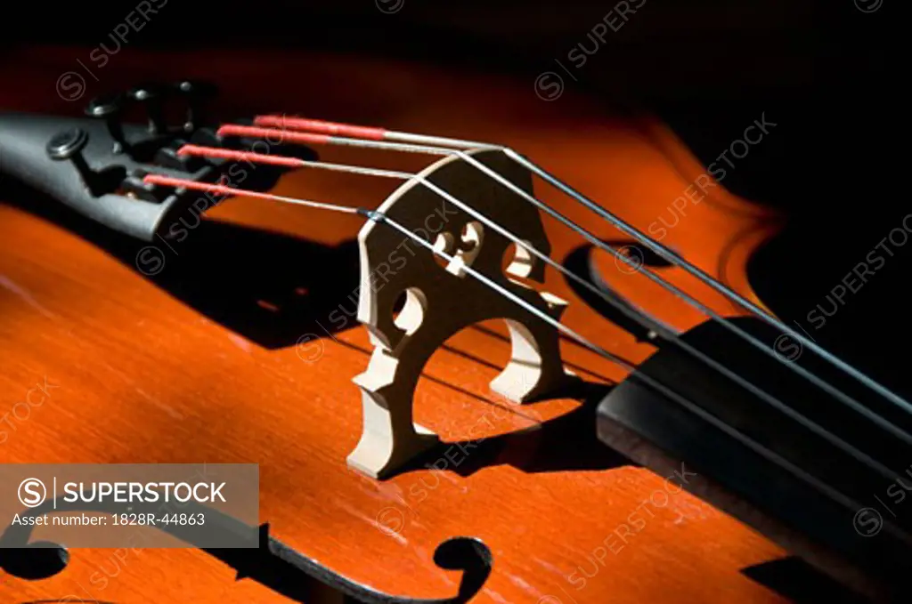 Close-Up of Violin   