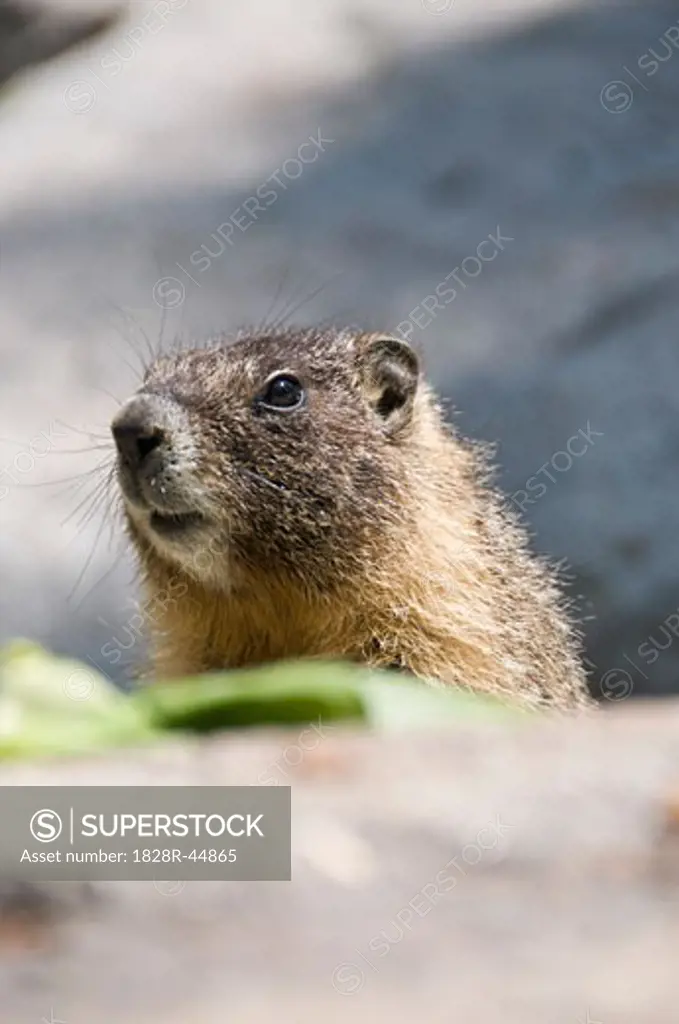 Close-Up of Wooly Marmot   