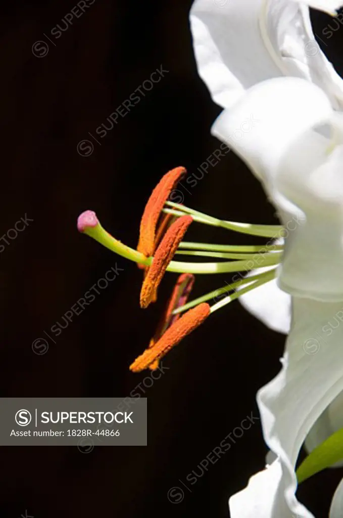 Close-Up of Stargazer Lily   