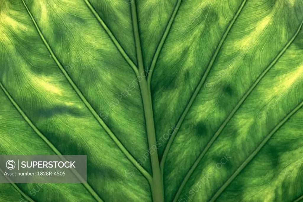 Close-Up of Leaf   