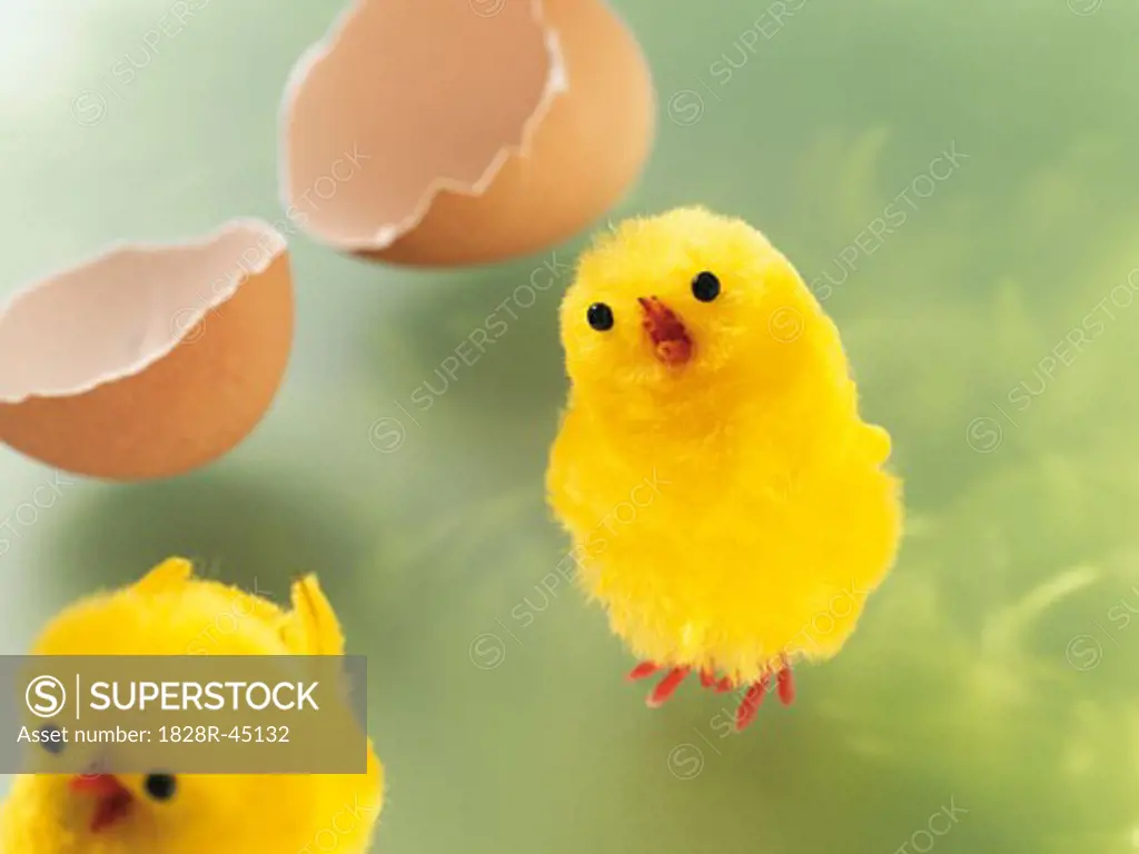 Two Easter Chicks With Broken Eggshell   