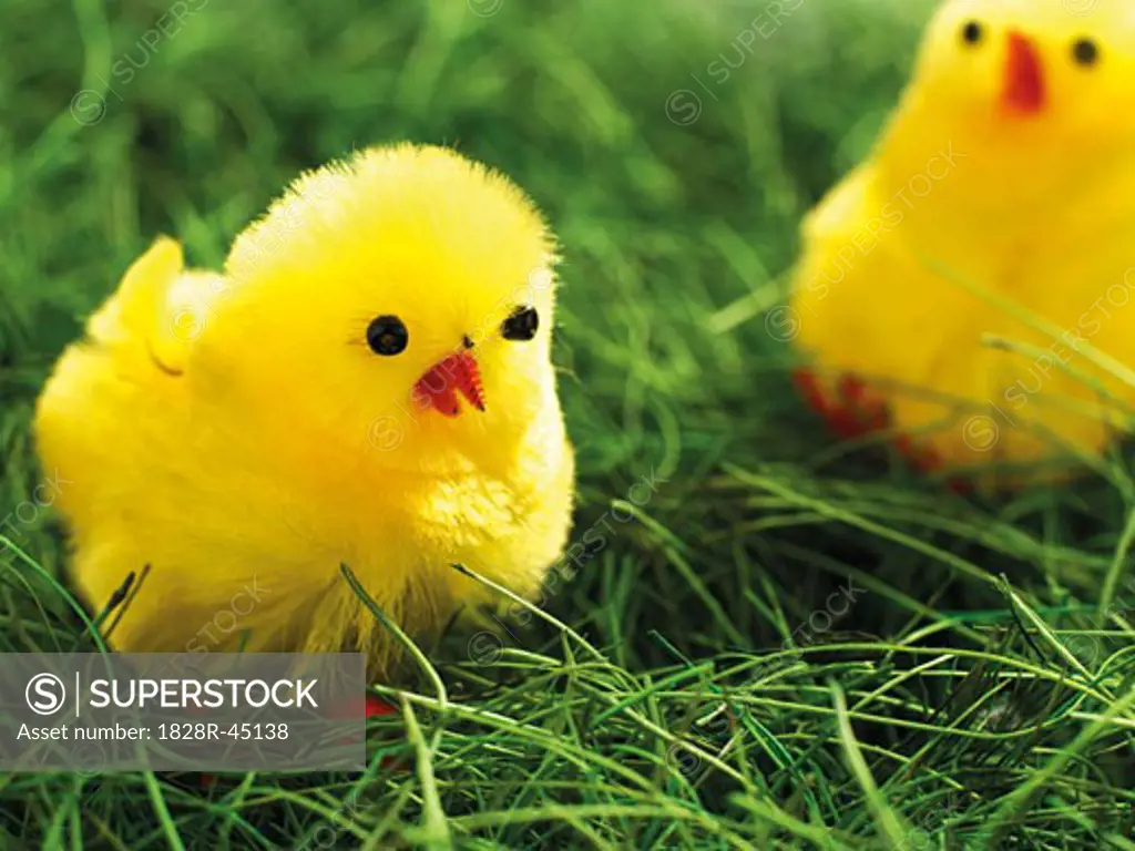 Two Easter Chicks in Grass   