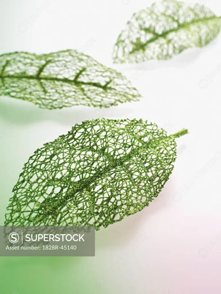 Green Ornamental Leaves   