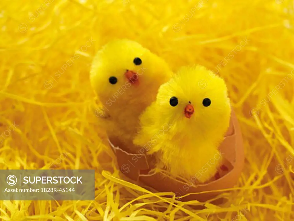 Two Easter Chicks in Broken Eggshell   