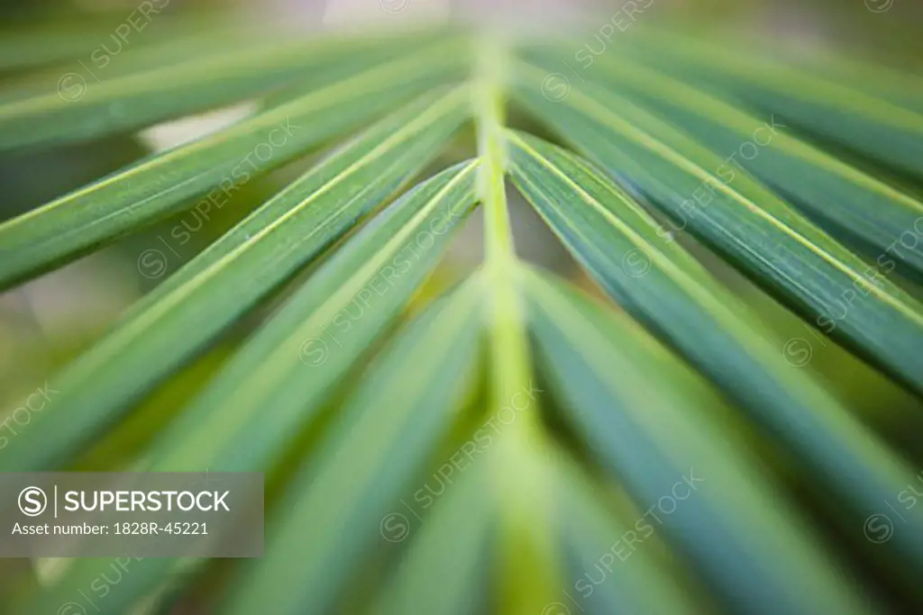 Closeup of Palm Leaf   
