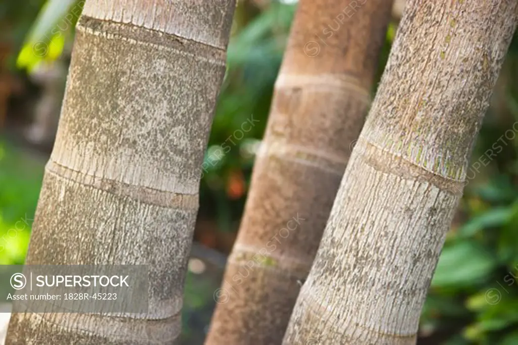 Closeup of Palm Tree Trunks   