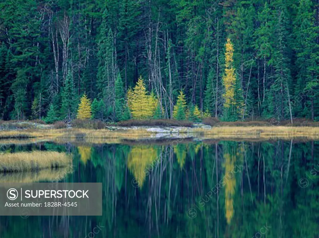 Forest in Autumn with Reflections On Lake, near Kenora, Ontario, Canada   