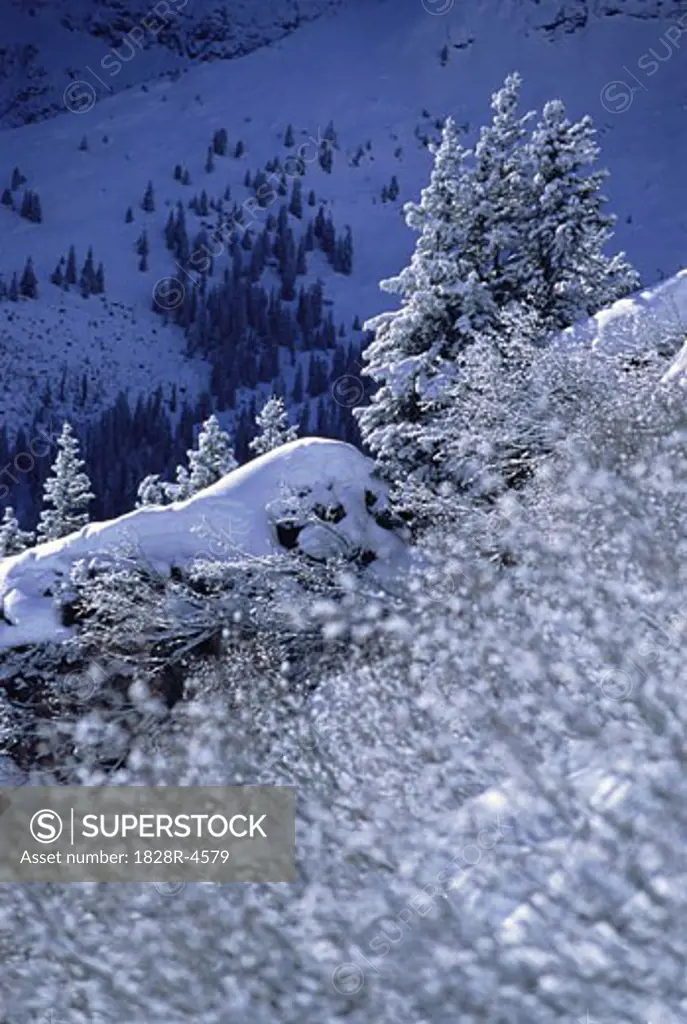 Overview of Snow Covered Trees And Landscape, Jungfrau Region, Switzerland   