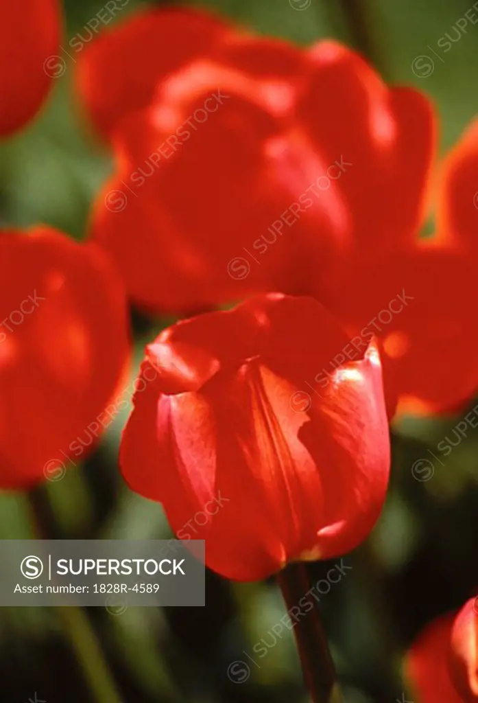 Close-Up of Red Tulips   