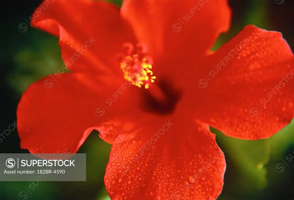 Close-Up of Red Hibiscus   