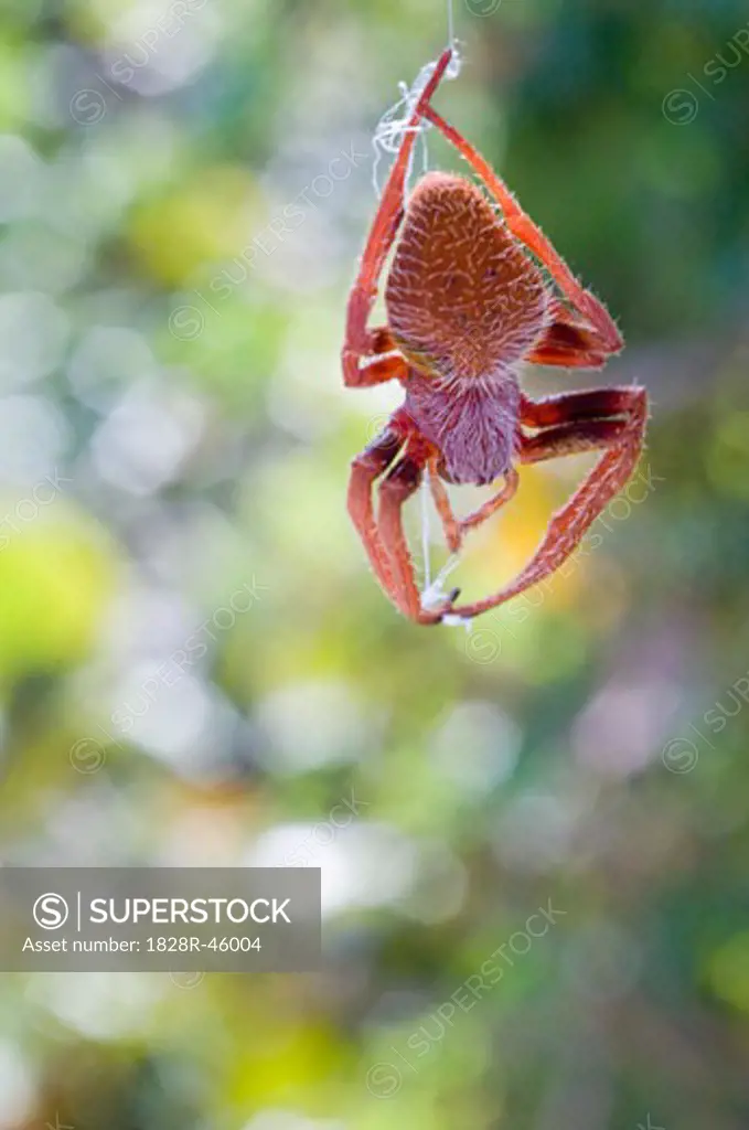 Close-up of Spider in Bahia Honda State Park, Florida Keys, Florida, USA   