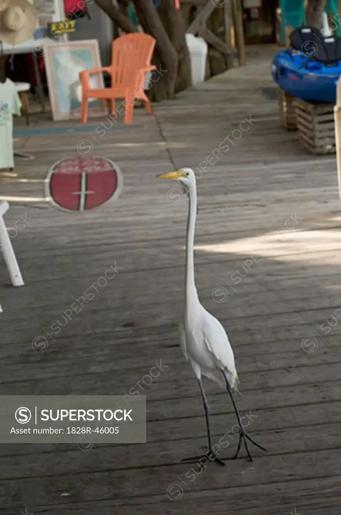 Portrait of Bird in Bahia Honda State Park, Florida Keys, Florida, USA   