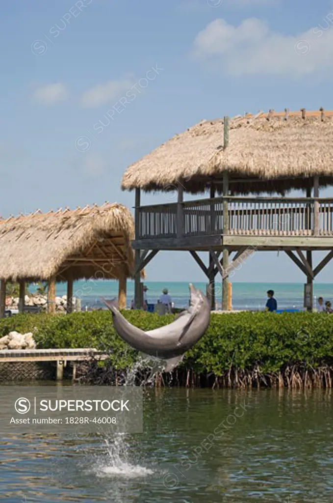 Marathon Dolphin Sanctuary, Marathon, Monroe County, Florida Keys, Florida, USA   