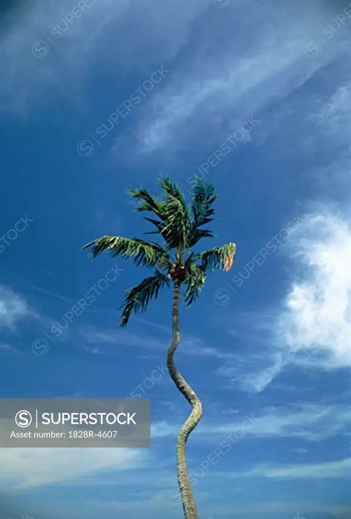 Palm Tree and Sky   