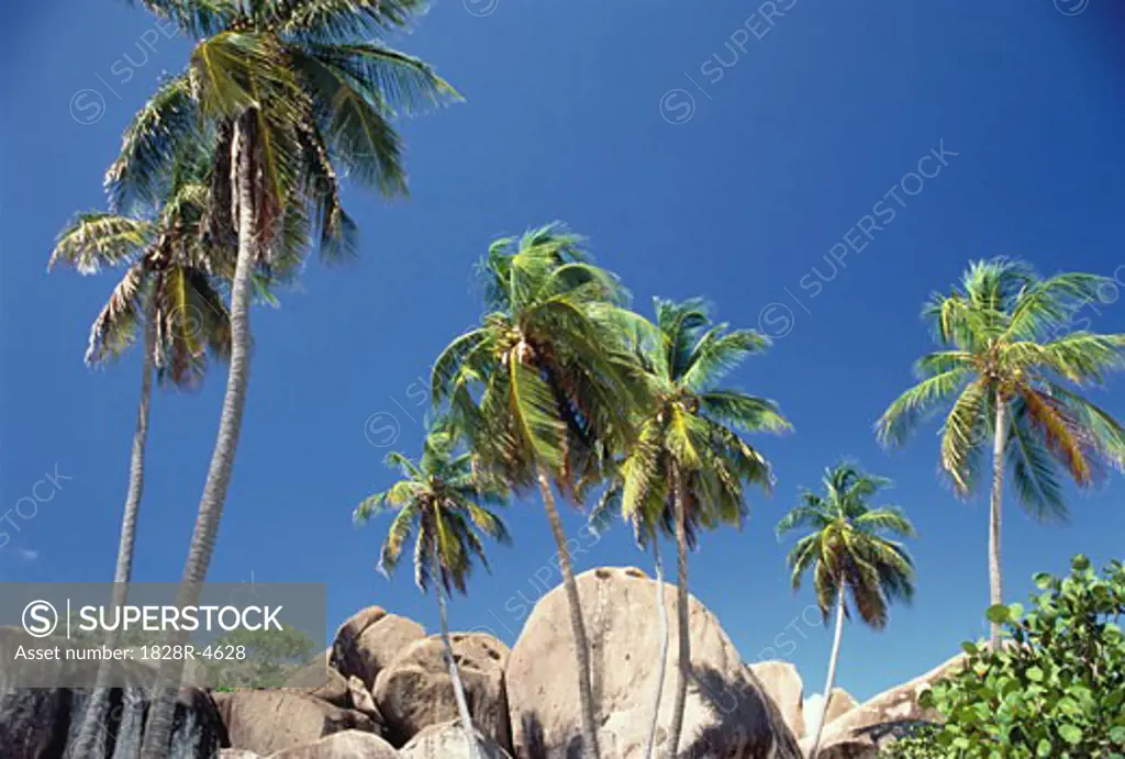 Palm Trees and Rocks, The Baths, Virgin Gorda, British Virgin Islands   