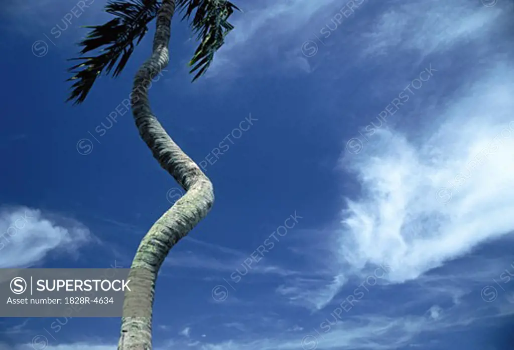 Looking Up at Palm Tree and Sky   