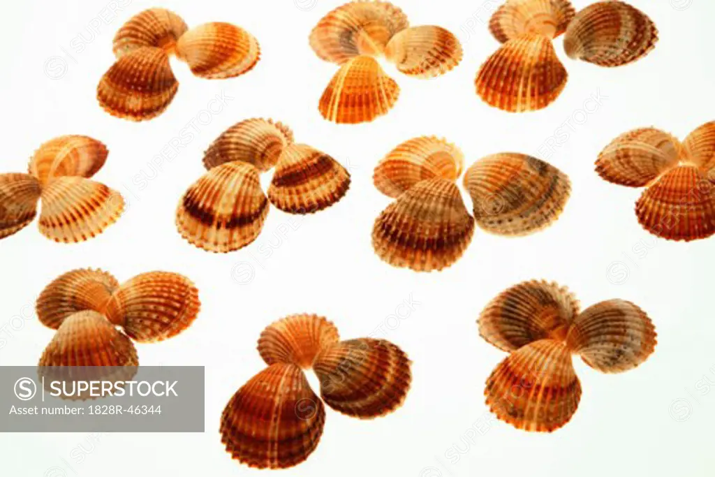 Seashells   