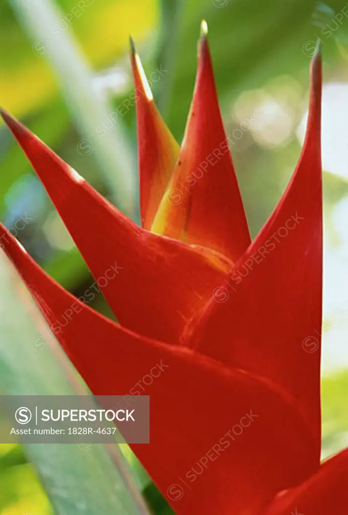 Close-Up of Bird of Paradise Flower   