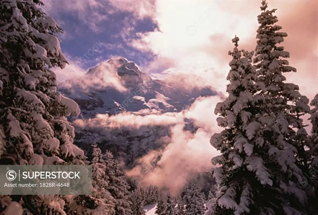 Snow Covered Trees and Mountain, Jungfrau Region, Switzerland   