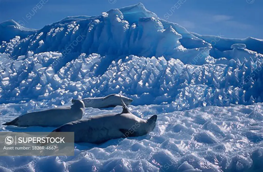 Crabeater Seals on Glacier, Antarctica   