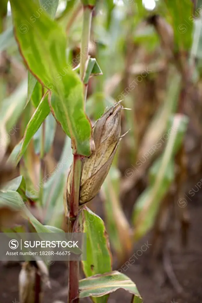 Close-up of Corn, Springridge Farm, Milton, Ontario, Canada   