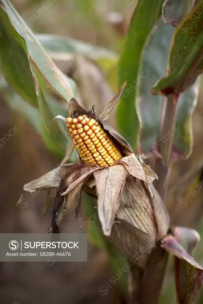 Close-up of Corn, Springridge Farm, Milton, Ontario, Canada   