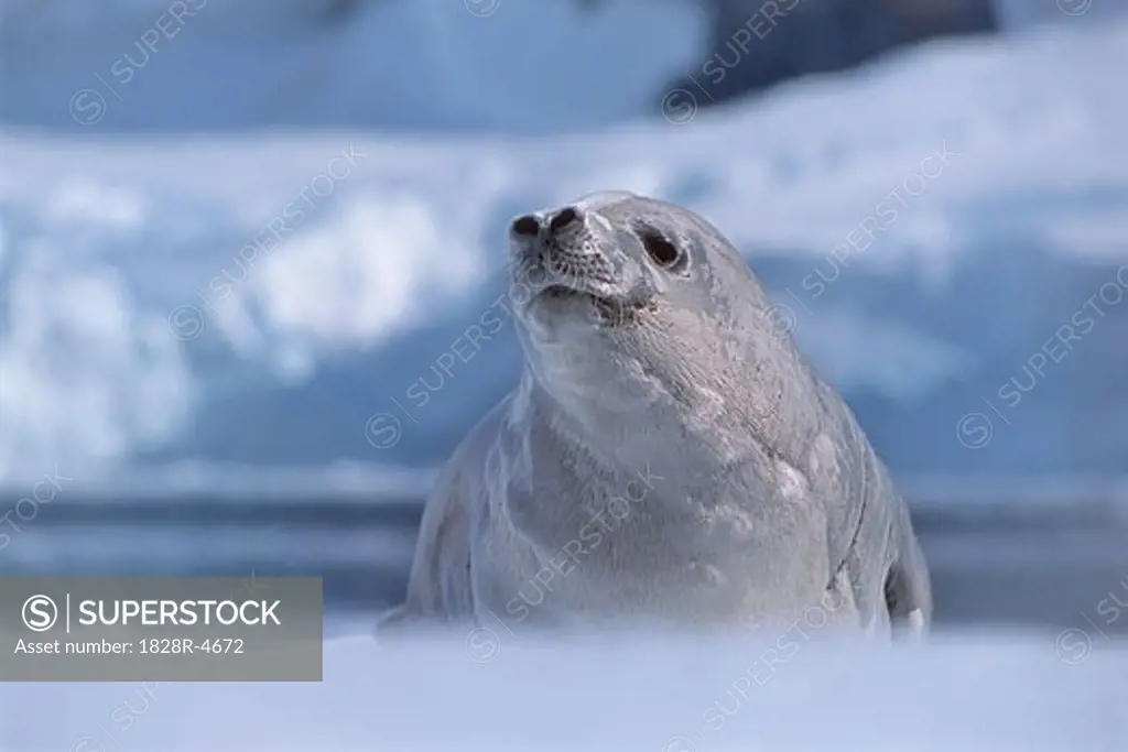 Portrait of Crabeater Seal, Antarctica   