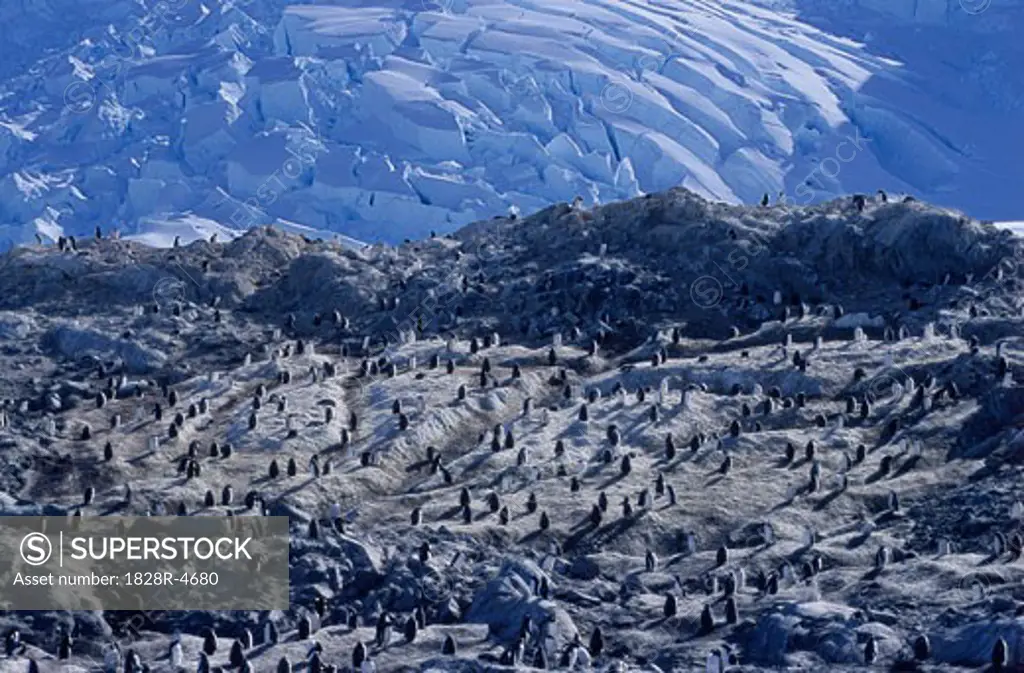 Overview of Gentoo Penguins and Landscape, Antarctica   