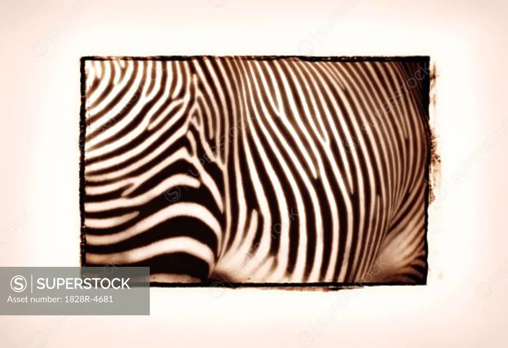 Close-Up of Zebra   