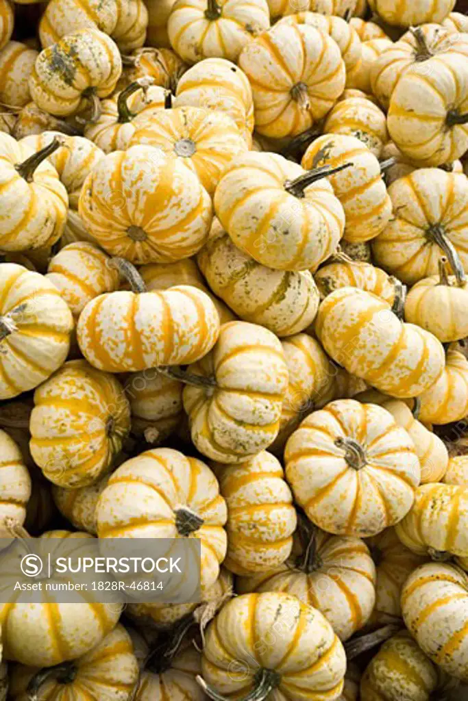 Pile of Gourds   
