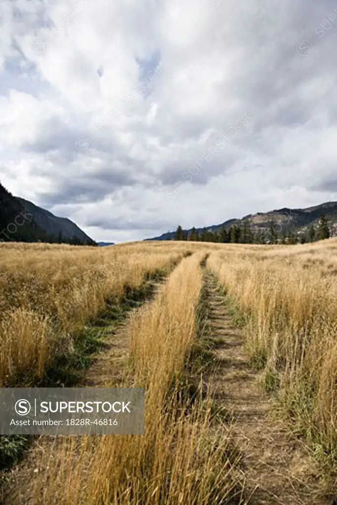 Tall Grass in Field, Princeton, British Columbia, Canada   