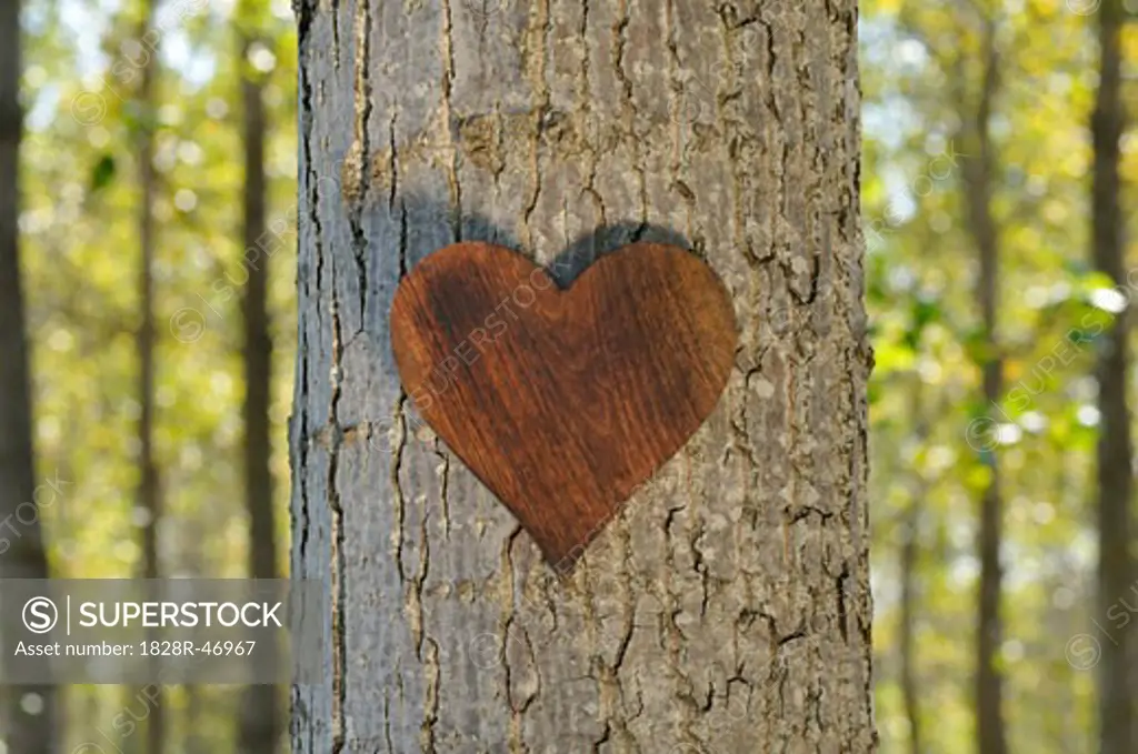 Wooden Heart on Tree   