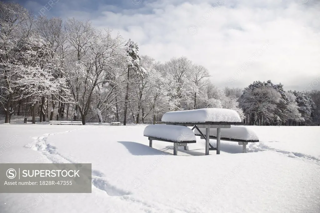 Snow Covered Trees and Picnic Table in Park, Toronto, Ontario, Canada   