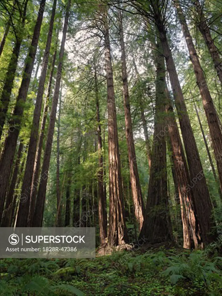 Redwood Trees, Muir Woods National Monument, California, USA   