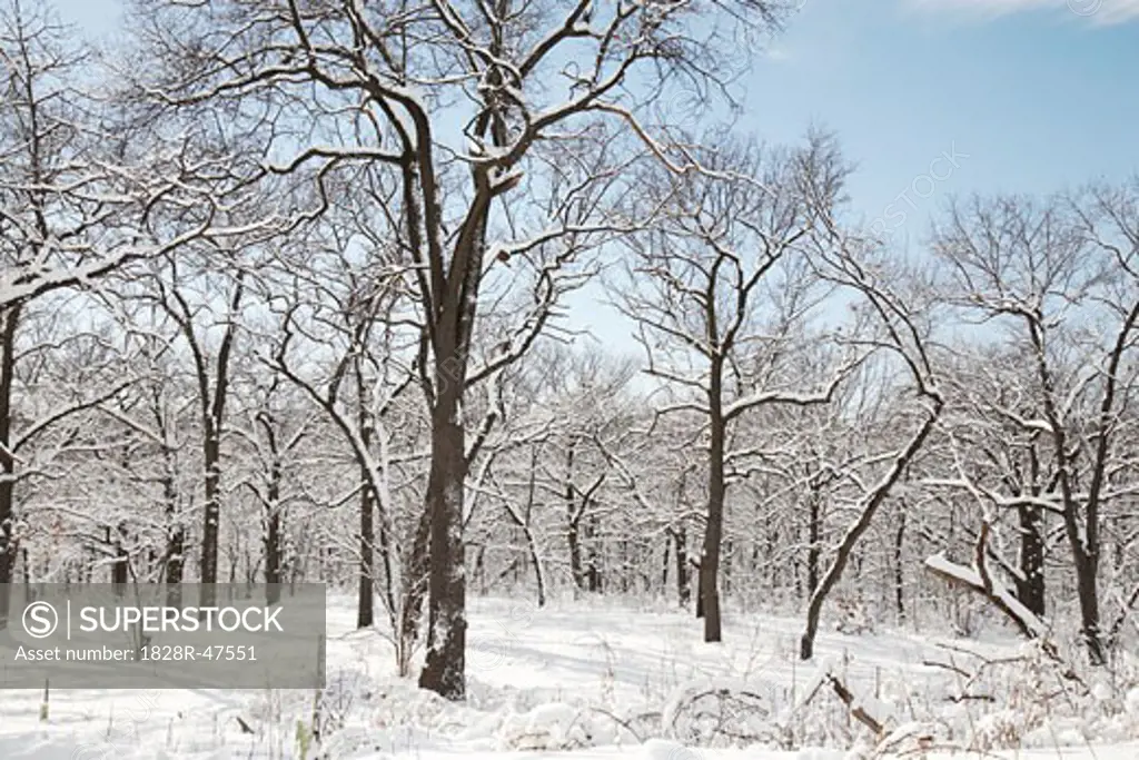 Forest in Winter, Toronto, Ontario, Canada   