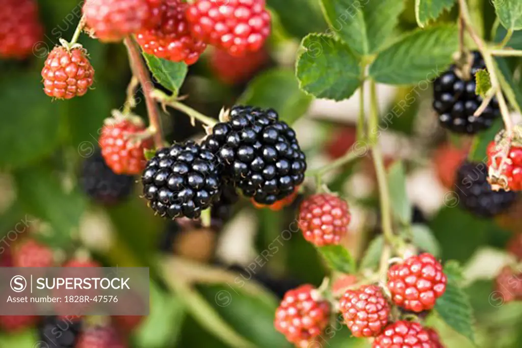 Organic Wild Blackberries   
